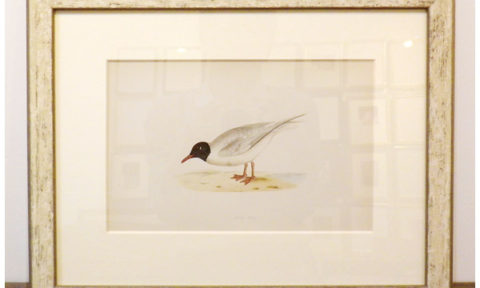 英国鳥類図譜　アンティーク版画