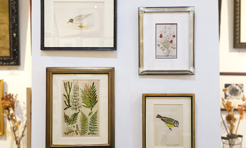 鳥と植物のアンティーク版画1